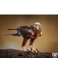 گروه سنقرها Harriers